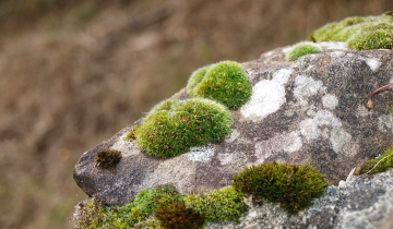 Mousses et lichens sur roche
