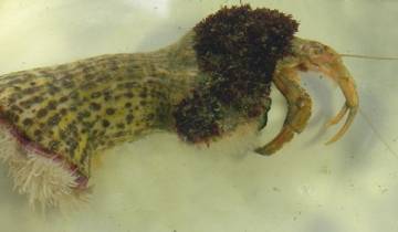 Association pagure-anémone