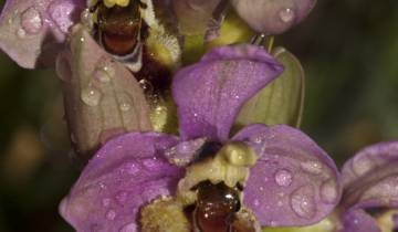Photo d'Ophrys tenthredinifera dans son milieu