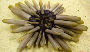 L'oursin Heterocentrotus sp.