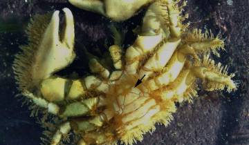 Un porcellane en vue ventrale