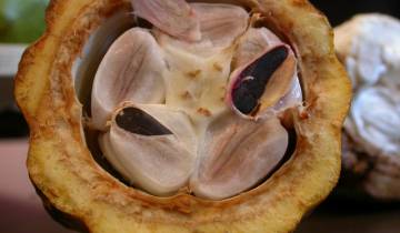 Coupe transversale d'une cabosse