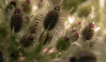 Infrutescence d'un pied de carotte