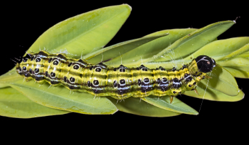 Chenille de Cydalima perspectalis