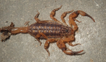 Isometrus maculatus