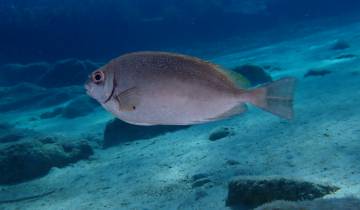 Siganus luridus poisson lapin à queue tronquée