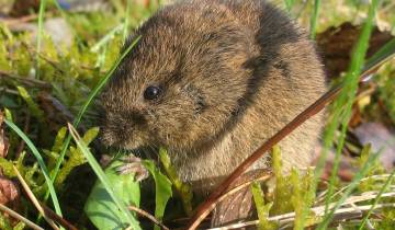 Microtus arvalis