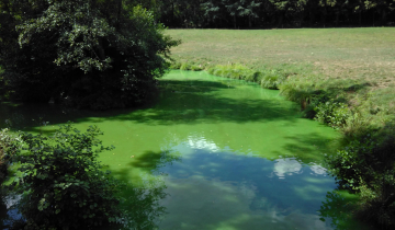 Prolifération algale dans un plan d'eau en Maine-et-Loire