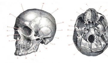Crâne d'Homo sapiens