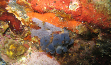 Oscarelle bleu-violet (Oscarella lobularis) et éponge encroûtante bleuâtre (Phorbas tenacior) en Méditerranée près de Banyuls