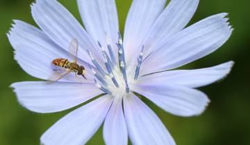 Syrphe sur inflorescence de chicorée