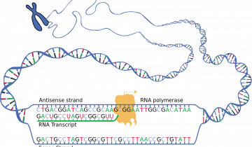 pic Arn Messager Transcription la transcription chez les eucaryotes