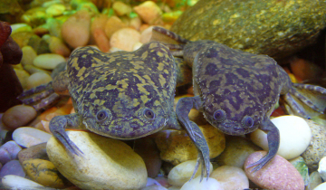Xenopus laevis