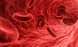 Globules rouges - Image de synthèse