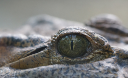 Œil de crocodile