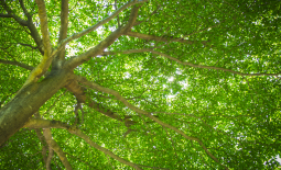 Arbre