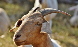 Chèvre