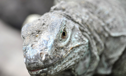 Dragon de Komodo