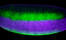 Embryon drosophile