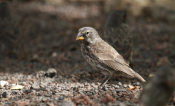 Geospiza fortis