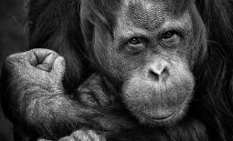 Orang-outan