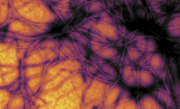 Prion