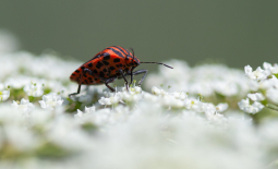 Punaise arlequin