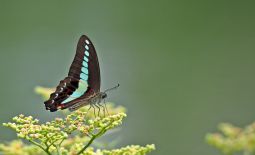Triangle bleu (Graphium sarpedon)