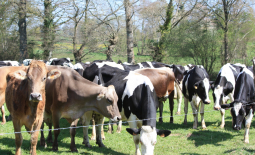 Troupeau de vaches