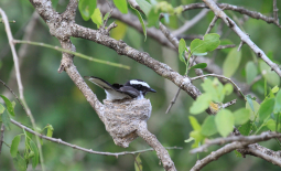 Gobemouche noir (Ficedula hypoleuca) dans son nid