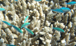 Faune sous-marine de la Grande Barrière de Corail