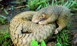 Jeune pangolin et sa mère
