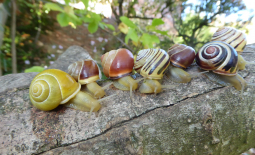 Polymorphisme chez l'escargot des haies Cepaea nemoralis