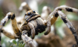 Lycosa hispanica