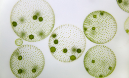 Microphotographie de Volvox