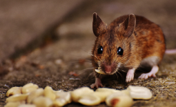 Mulot sylvestre Apodemus sylvaticus