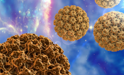 Papillomavirus humains