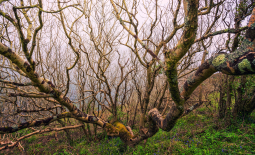 Ramifications d'un arbre nu