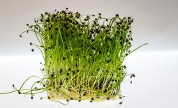 Germinations