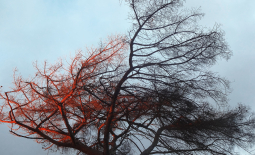 arbre exposé au vent