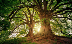Arbres rétroéclairés par le soleil