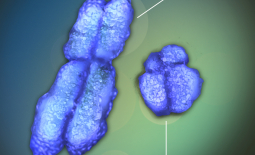 Chromosomes X et Y