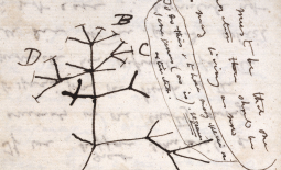 Arbre de la vie