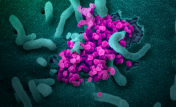 Coronavirus SARS-CoV-2