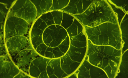Fluorescence de la calcite d'une coquille d'ammonite