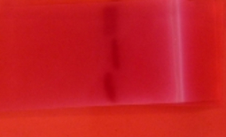 Bande d'acétate dans un bain de rouge ponceau
