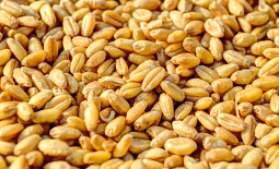 Grains de blé