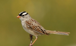 Bruant à couronne blanche
