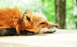 Renard endormi