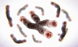 Chromosomes et télomères (vue d'artiste)